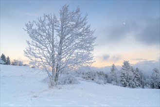 Frosty tree on Gaisberg