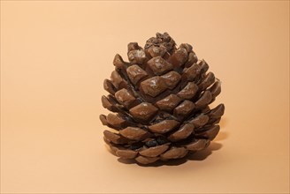 Single pine cone