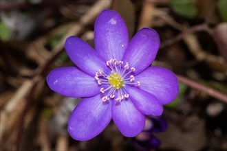 Liverwort open blue flower