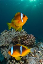 A pair of red sea clownfish
