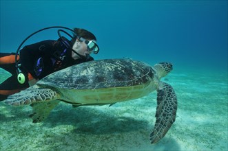 Diver swimming next to sea turtle