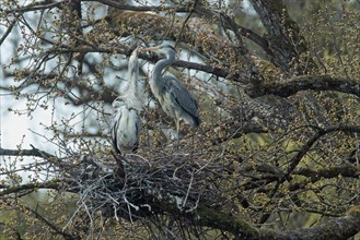 Grey heron two birds in tree in nest standing on branch different sighting