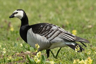 Barnacle goose standing in green meadow with yellow blossoms seen left