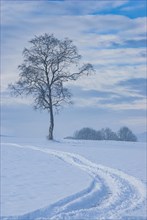Alone tree and tracks in the snow in a snowy landscape
