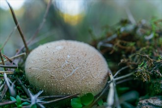 Close-up of a fungus