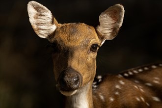 Portrait of the head of a female Axis or Spotted deer