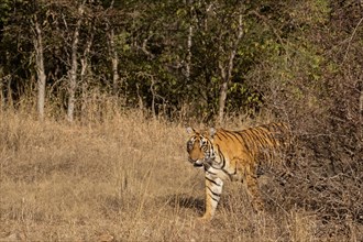 Wild tiger emerging from behind the dry forests into a grassland in the Ranthambore national park in India