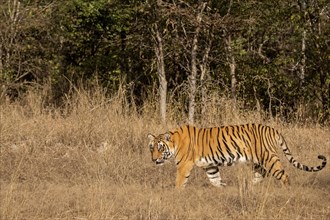 Wild tiger walking through an open area of dry grass in the dry forests of Ranthambore national park in India