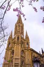 Pink flowers on the trees in spring in the city of San Sebastian next to the Buen Pastor church in the center of the city