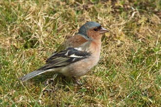 Chaffinch male standing in green grass looking right