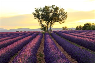 Lavender field in the sunset