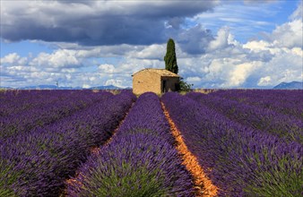 Natural stone hut in the lavender field on the Palteau de Valensole