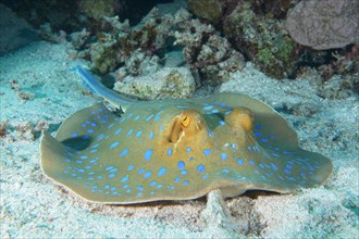 Portrait of blue spotted ray