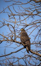 Crested serpent eagle sitting on a leafless tree with blue skies in the background in Ranthambore national park