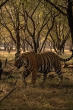 A big male wild tiger walking up close through the trees in the jungles of Ranthambore tiger reserve