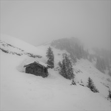 Mountain slope and hut in fog with fir and snow in winter