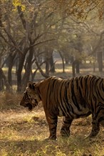 A big male wild tiger walking away up close through the trees in the jungles of Ranthambore tiger reserve
