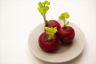 Radishes on a white plate with green leaves out of focus