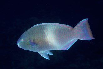 Red Sea Parrotfish