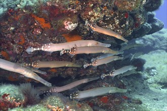 Group of atlantic cornetfish
