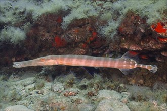 Atlantic cornetfish