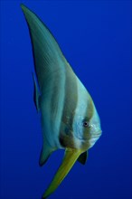 Juvenile orbicular batfish