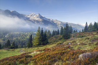 Autumnal alpine meadow with fog