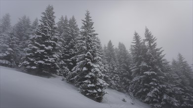 Mountain slope in fog and cloud cover with fir and snow in winter