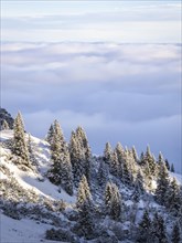Mountain slope in fog with fir and snow in winter