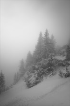 Mountain slope in fog and cloud cover with fir and snow in winter