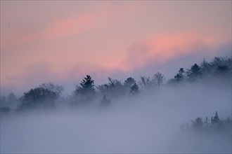 Tree tops in fog during the blue hour