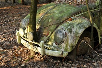 Vintage VW Beetle standing in a forest