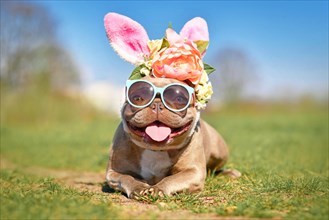 Funny Easter bunny French Bulldog dog dressed up with rabbit ears headband with flowers and sunglasses