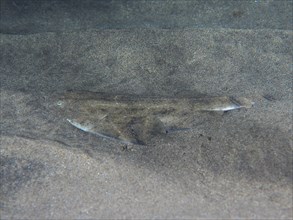 Juvenile monkfish