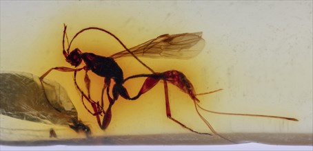 Ichneumon Wasp in Amber Colombia