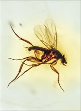 Unidentified Fly in Colombian Amber Pleistocene