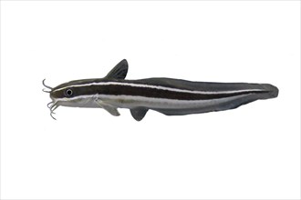 Striped eel catfish