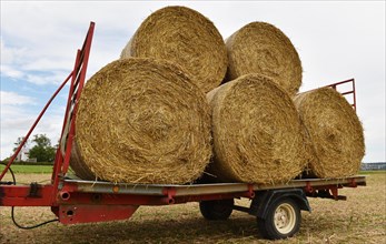 Round bales on a trailer are being transported