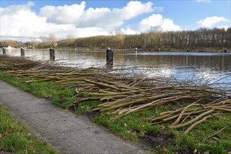 Trees cut with a chainsaw on the Kiel Canal
