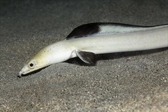 Portrait blackfin snake eel