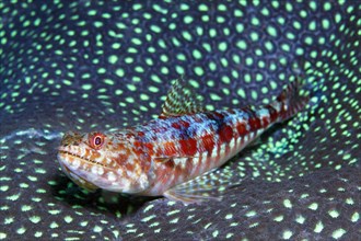 Reef variegated lizardfish