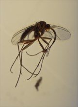 Wasp Fly in Amber