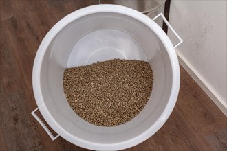 Unroasted coffee beans in a bucket