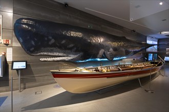 Historical fishing boats compared in size to a juvenile sperm whale