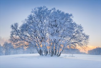 Deeply snow-covered beech trees at blue hour in the Neuchatel Jura