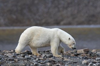 Lone Polar bear