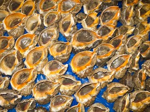 Molluscs for sale