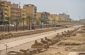 Sphinx Avenue between Karnak and Luxor Temple