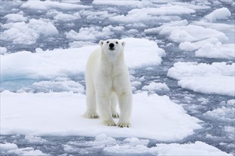 Lone polar bear