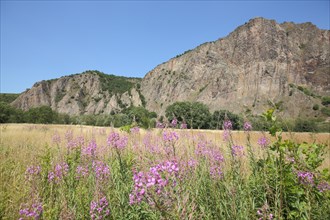 View of Rotenfels with landscape and narrow-leaved willowherb